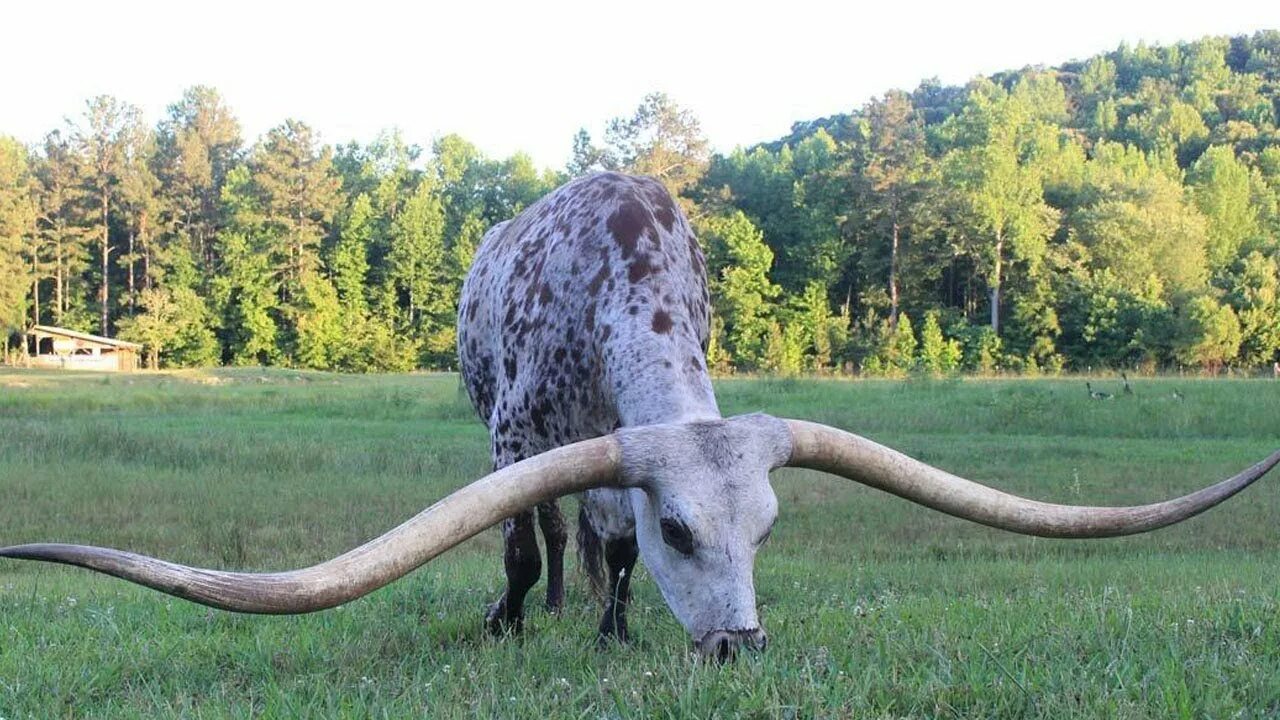 Техасский лонгхорн рекорд гинеса. Лонгхорн бык рекордсмен. Техасский лонгхорн самые длинные рога. Техасский длиннорогий бык.