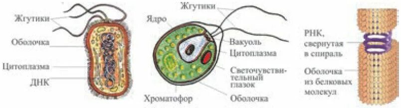 Отличие бактерий от водорослей. Сине зеленые бактерии ци. Сходство строения бактериальной клетки и водоросли. Чем отличается клетка водорослей от клетки бактерий. Хлоропласты у цианобактерий.