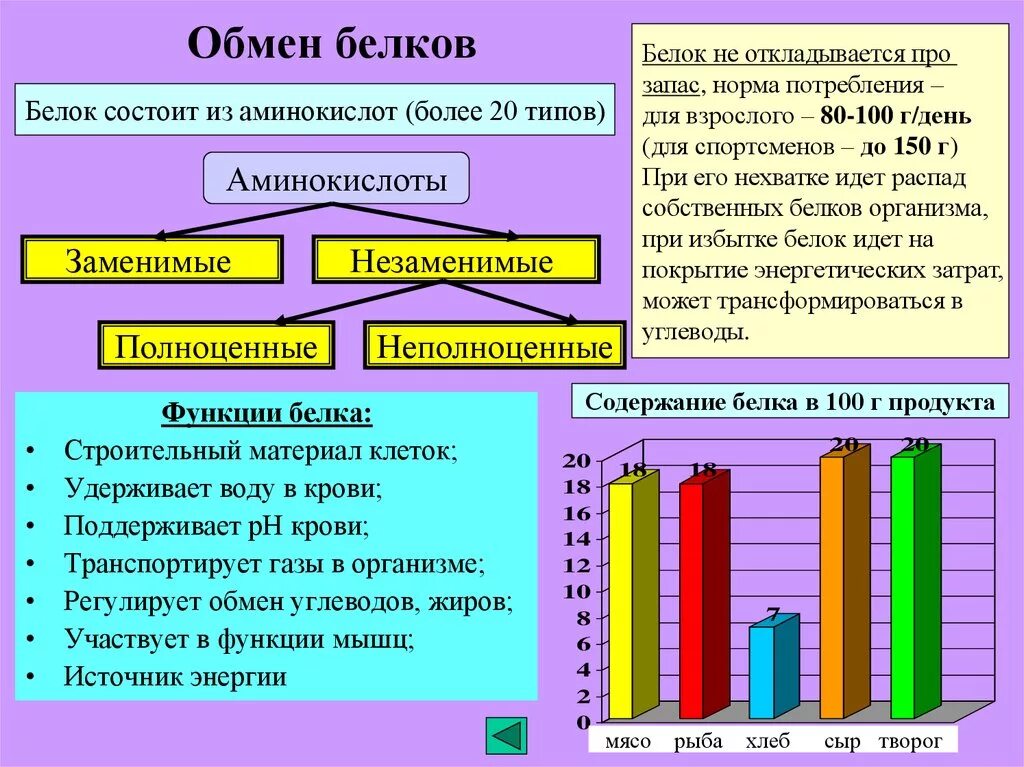 Органы участвующие в белковом обмене. Обмен веществ белков. Обмен белков функции. Белковый обмен физиология. Функции белкового обмена.