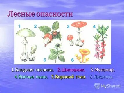 Растения грибы животные окружающий мир 2 класс