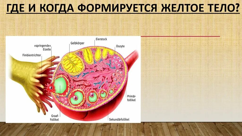 Формирующееся желтое тело. Где формируется желтое тело. Как образуется желтое тело. Структура и функции желтого тела.