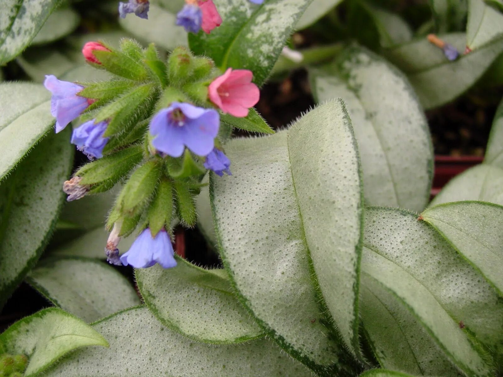 Медуница купить саженцы. Медуница длиннолистная 'Samurai'. Медуница (Pulmonaria). Медуница сахарная "Самурай". Медуница гибридная Самурай.