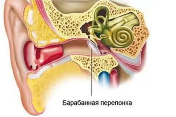 Барабанной перепонкой и внутренним ухом. Барабанная перепонка человека. Барабанная перепонка при болезни Меньера. Барабанная перепонка в ухе.