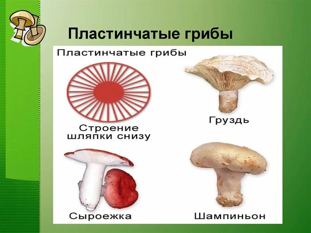 Грибы шляпочные и трубчатые. Шляпочного грибы трубчатык. Трубчатые грибы 2) пластинчатые грибы. Шляпочные грибы трубчатые и пластинчатые. Грибы пластинчатые и трубчатые съедобные и ядовитые.