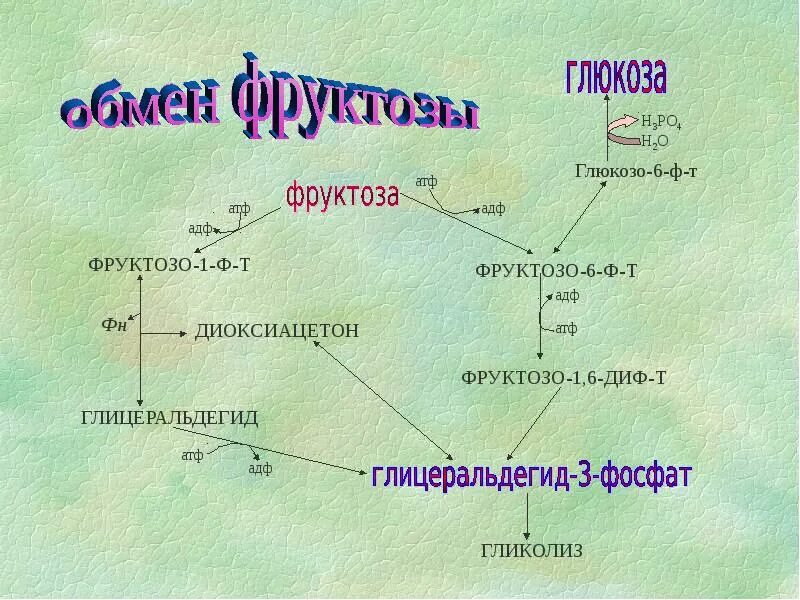 Обмен углеводов формулы. Глюкозо-6 -фосфат. Метаболизм фруктозы. Обмен фруктозы