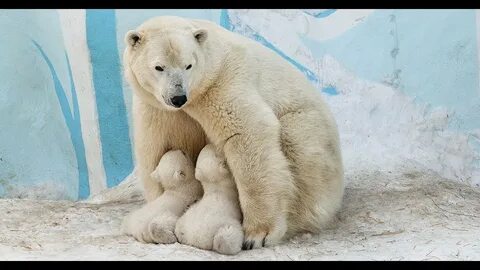 Новосибирский зоопарк белые медведи