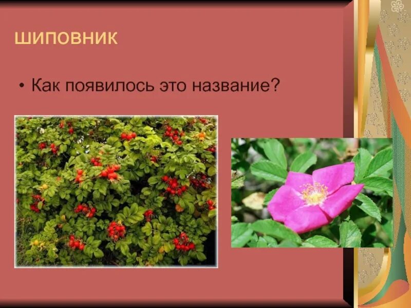 Происхождение названий растений
