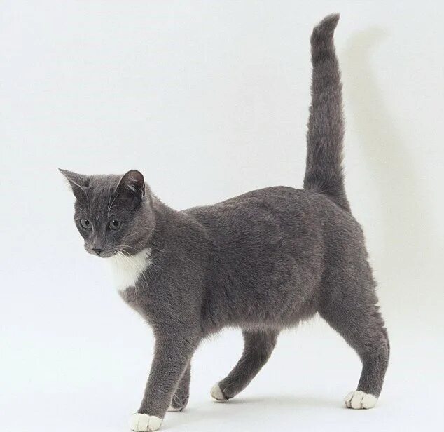 кошки со сломанным хвостом. кошка с переломаным хвостов. кошки со сломанным хвостом. черный кот с поломанным хвостом. коты со сломанными хвостами порода.