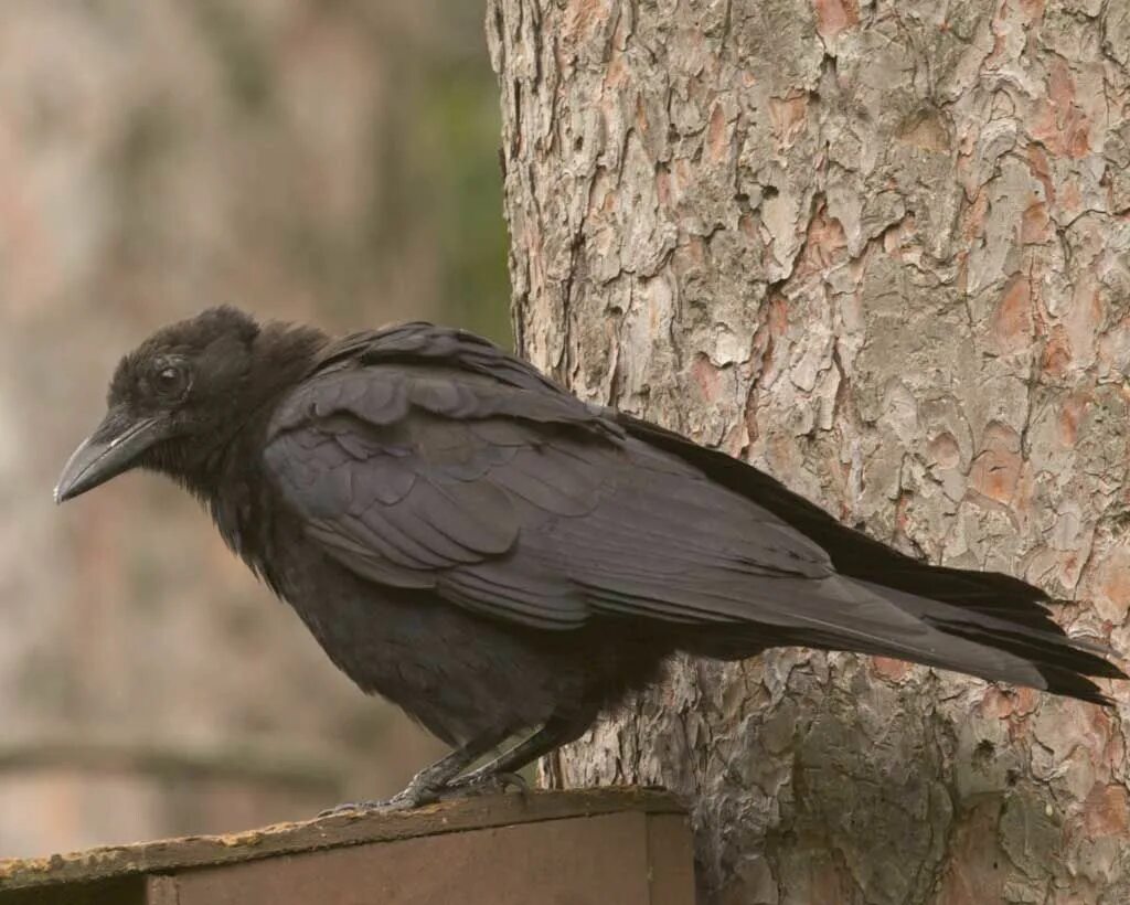 Дикий ворон. Ворон сидит. Ворон 44. Ошейниковый ворон. Южно эфиопский грач.