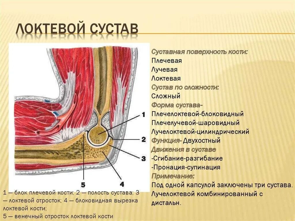 Движение в локтевом суставе мышцы