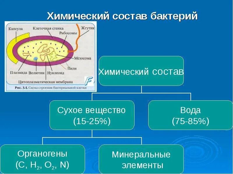 При резких изменениях температуры бактериальная клетка образует. Структура и химический состав бактериальной клетки. Особенности. Особенности химического состава бактериальной клетки. Химическая структура бактериальной клетки. Химический состав бактериальной клетки.