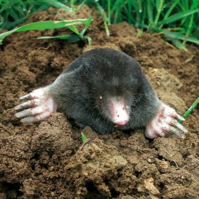 крот без рекламы