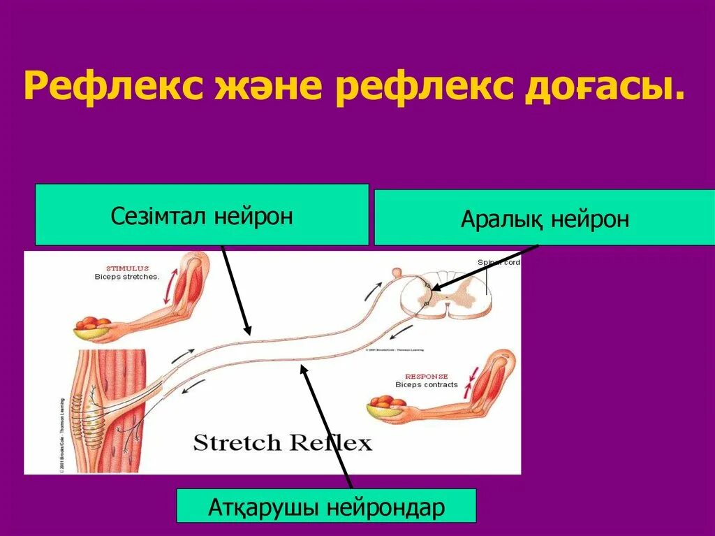 Шартты рефлекс. Рефлекс доғасы. Рефлекс (биология). Жүйке жүйесі рефлекс. Рефлекс доғасы слайд.