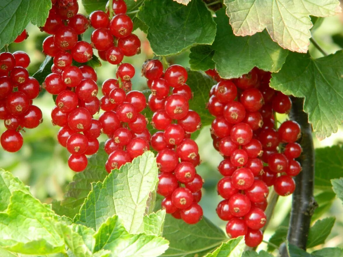 Смородина голландская красная. Смородина красная - ribes rubrum. Смородина красная Ровада. Смородина красная (ribes rubrum `Rovada`). Рандом смородина красная.