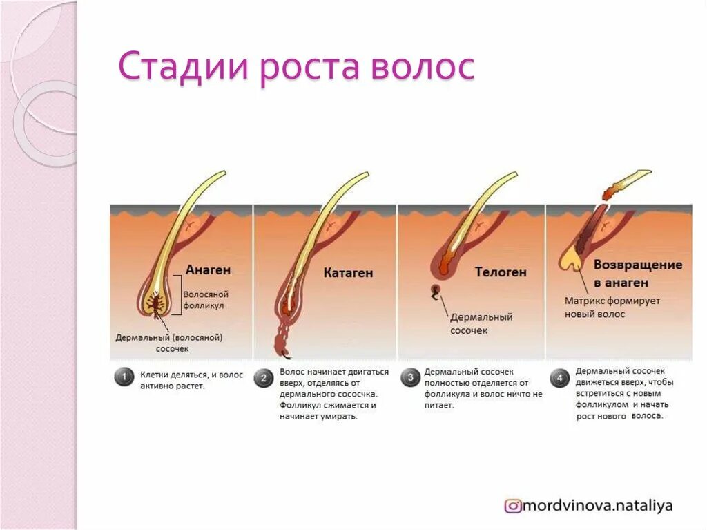 Фазы анаген телоген катаген. Рост ресниц анаген катаген телоген. Стадии роста волос. Фазы роста волос анаген. Рост волоса происходит за счет