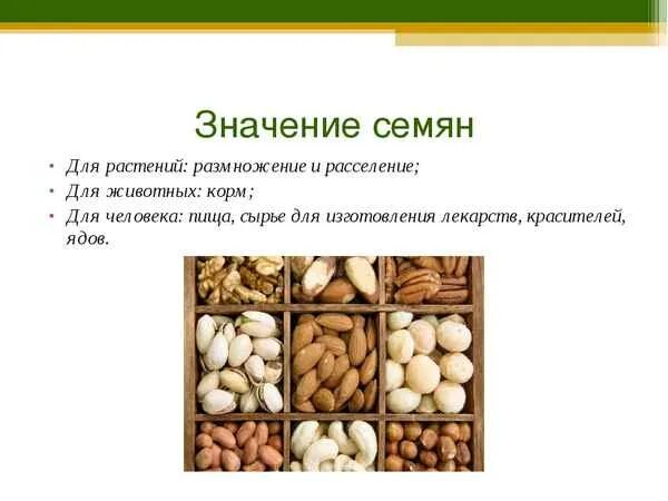 Каково значение семенных растений в природе. Значение семян для человека. Значение семян для растений. Биологическое значение семени. Значение семян в природе и жизни человека.