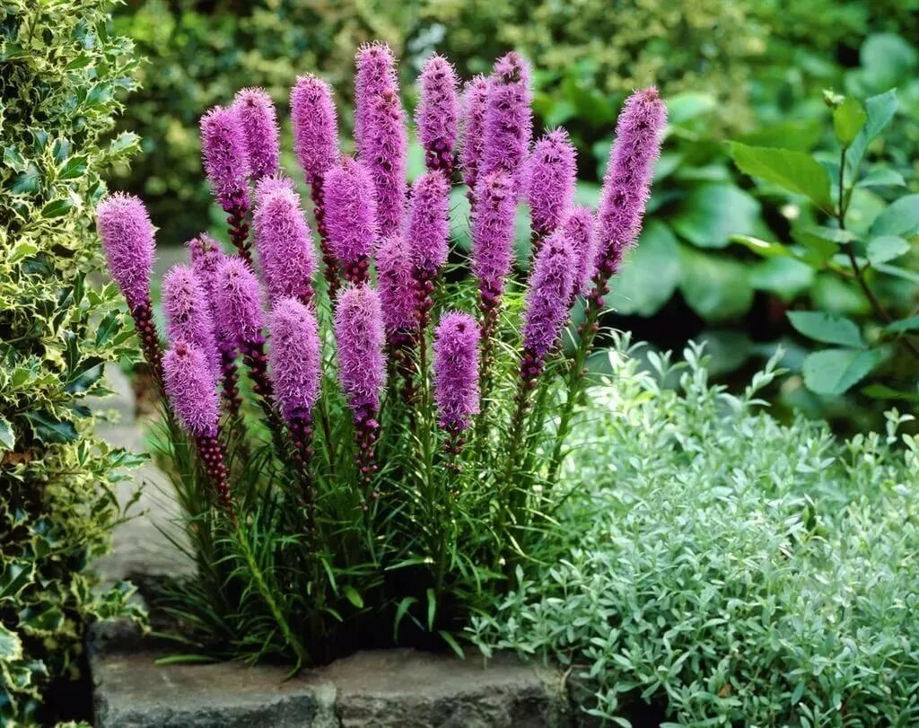 Лиатрис Кобольд. Лиатрис Floristan Violett. Лиатрис колосковый Liatris spicata.