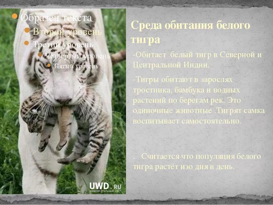 белый тигр красная книга 2 класс. животные из красной книги белый тигр. белый бенгальский тигр описание. рассказ о белом тигре. доклад про белого тигра.