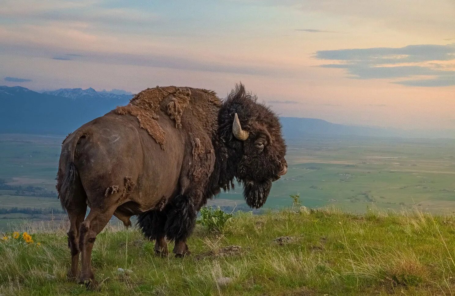 Бизоны в Северной Америке. Американский Степной Бизон. Бизон National Geographic. Бизоны Кордильер. Бизон водится