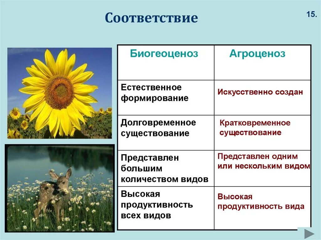 Видовое разнообразие естественной экосистемы. Типы экосистем агроценоз. Видовое разнообразие биогеоценоза и агроценоза. Что такое экосистема агроценоз. Характеристика агроценоза и биоценоза.