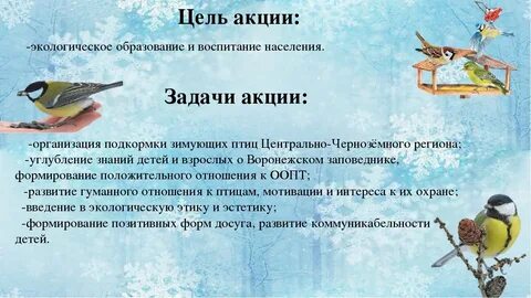Зимние экологические проекты