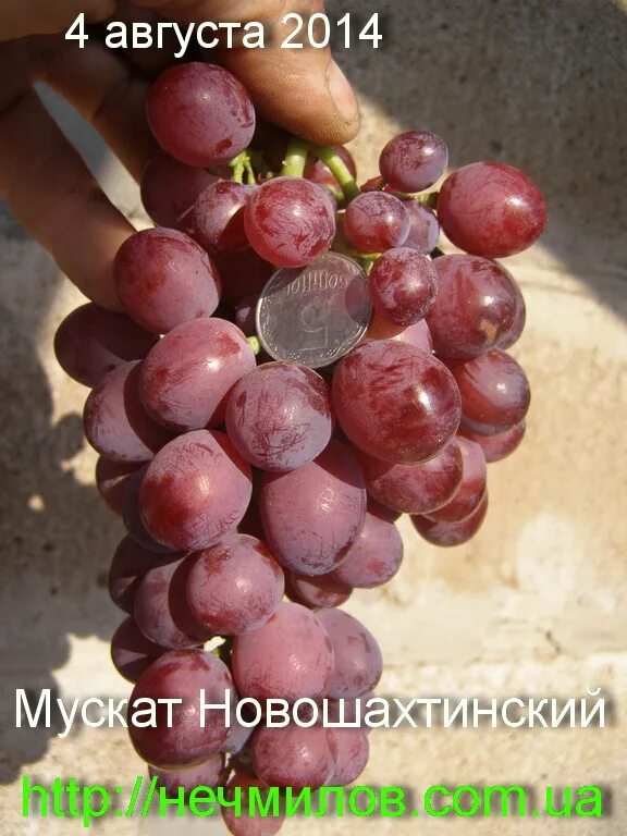 виноград мускат новошахтинский описание сорта