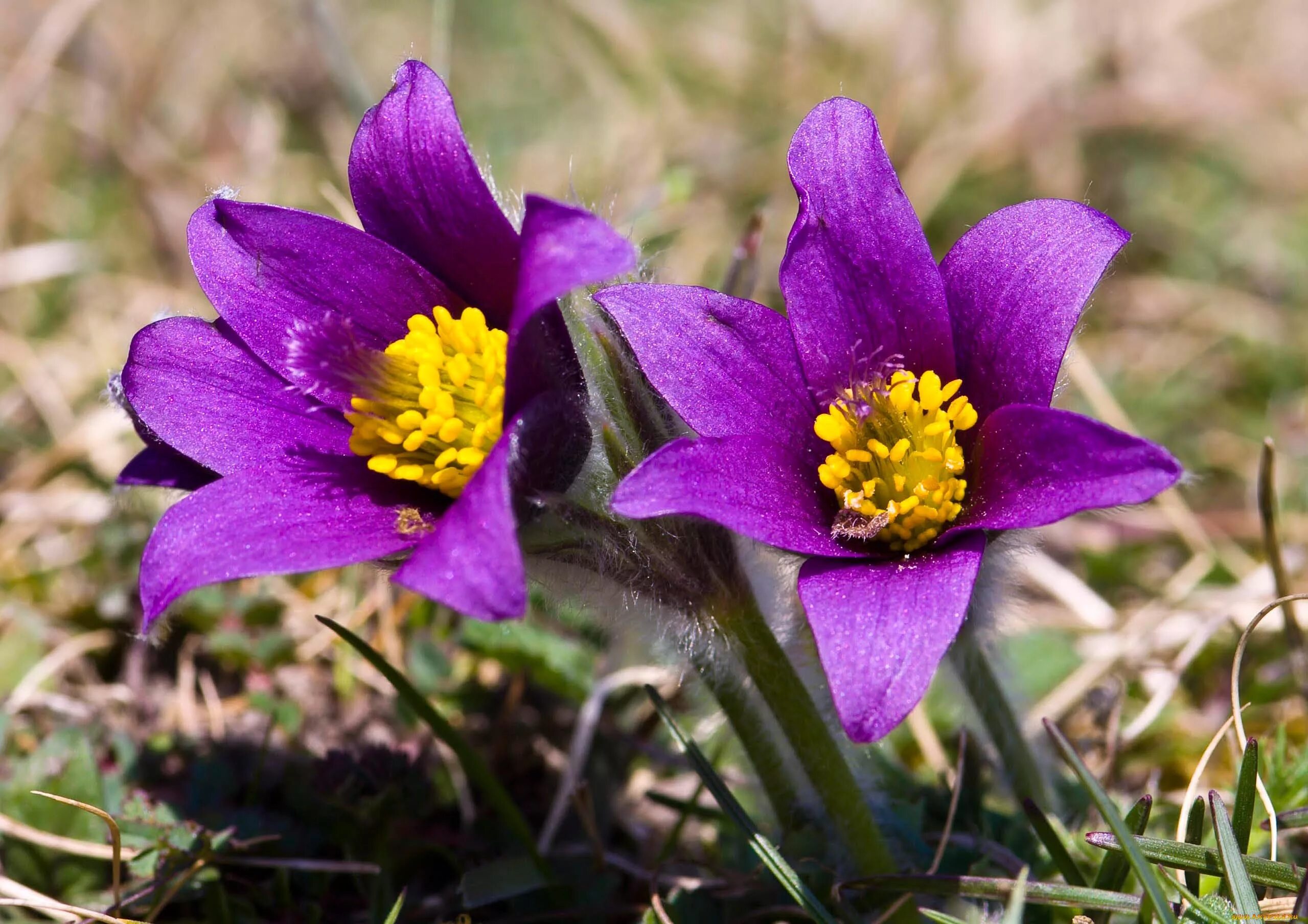 Прострел - сон трава. Прострел многонадрезный. Прострел раскрытый (Pulsatilla Patens). Цветок прострел многонадрезный. Пострел цветы