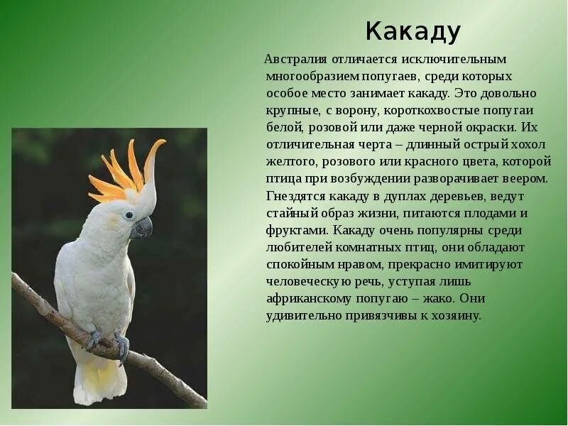 Попугай какаду описание. Попугай какаду самка. Рассказ про попугая какаду. Попугай какаду описание. Какаду доклад.