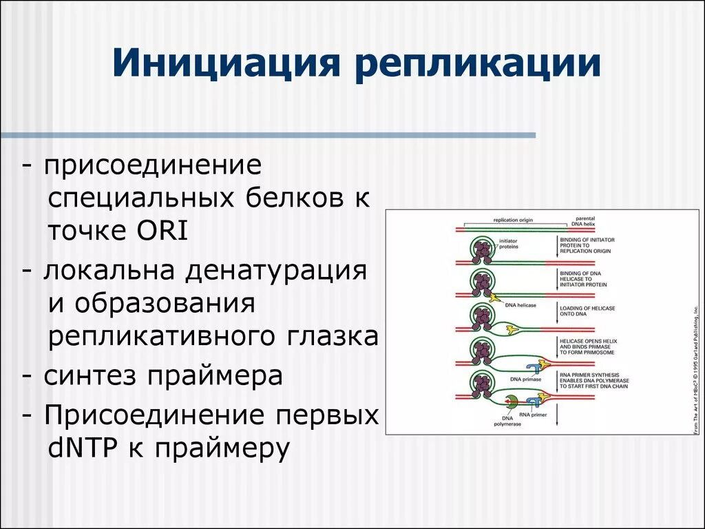 Инициация репликации, *2. элонгация, *3. терминация репликации.. Схема инициации репликации. Этапы репликации ДНК инициация. Инициация репликации – образование репликативной вилки.. 3 этапа репликации