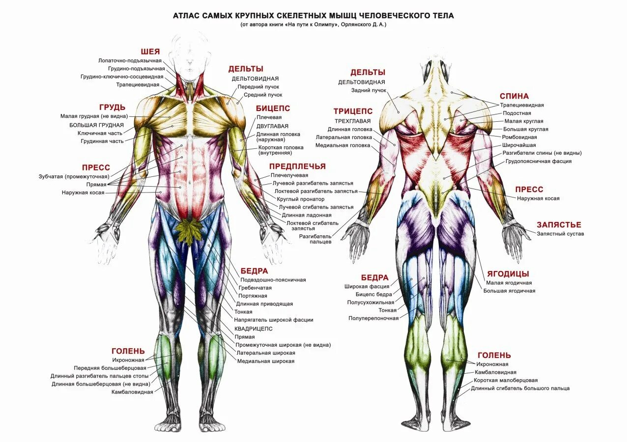 Atlas body