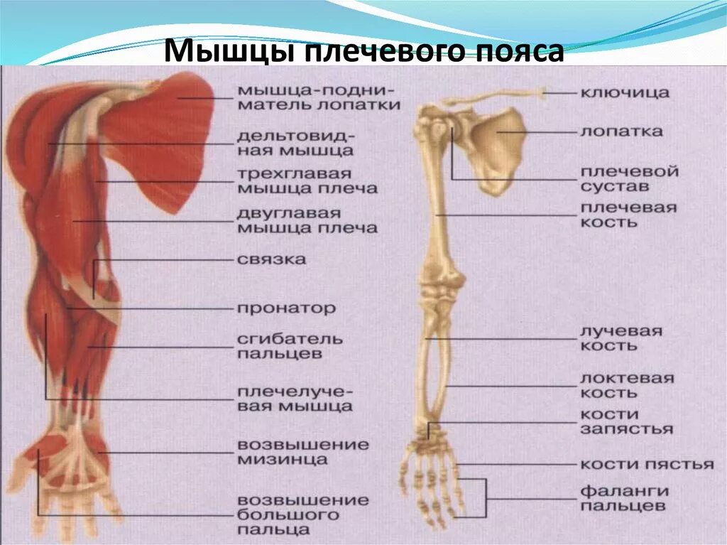 Мышцы руки функции. Мышцы руки функции