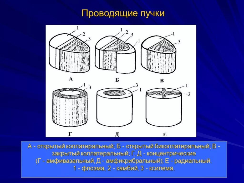 Закрытый пучок. Проводящие пучки открытый коллатеральный. Типы проводящих Пучков коллатеральный биколлатеральный. Открытый и закрытый коллатеральный пучок. Открытый биколлатеральный проводящий пучок.