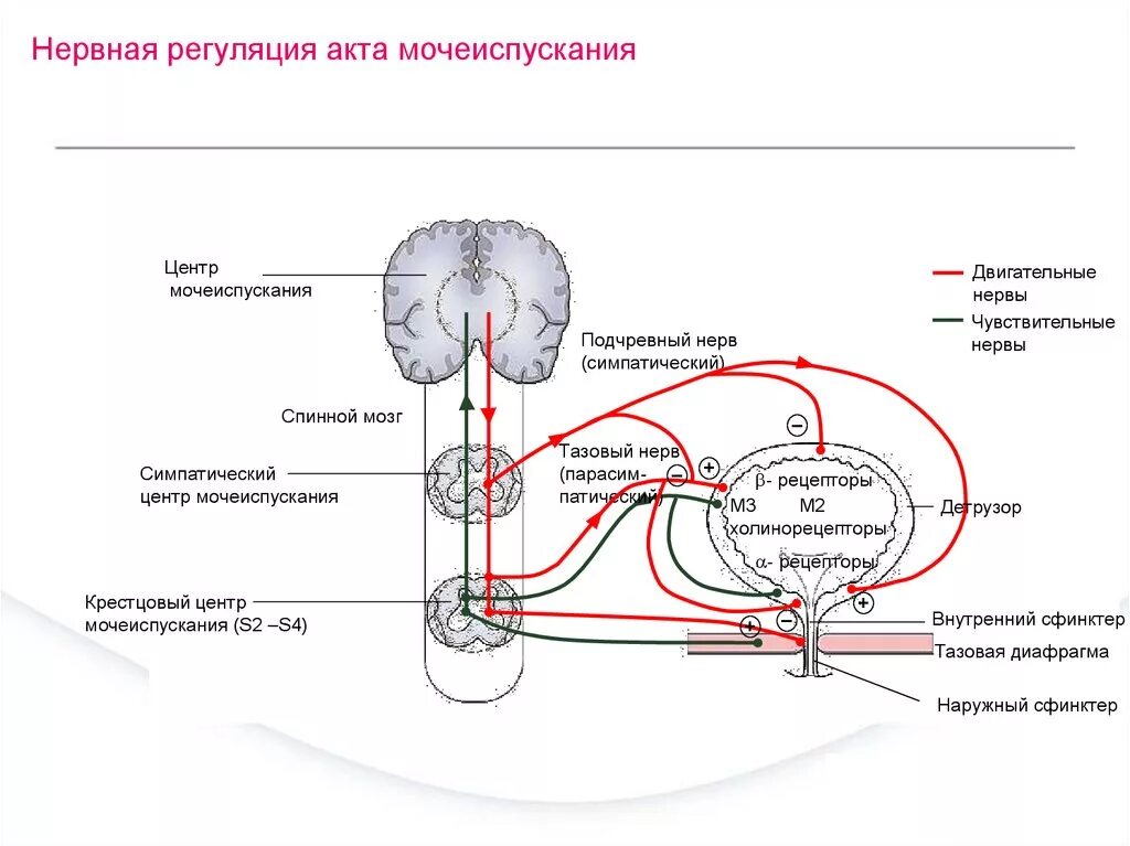 Центр рефлекса мочеиспускания. Схема рефлекторной дуги контроля мочеиспускательного рефлекса. Рефдекторная дугатакта мочеиспускания. Рефлекторная дуга мочевого пузыря. Регуляция мочевыделения схема.