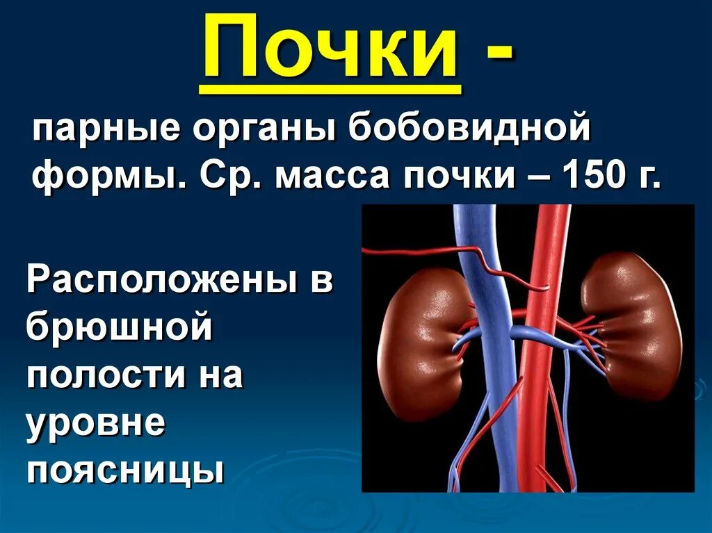 Почки человека презентация. Почки для презентации. Презентация на тему почки. 3 парных органах