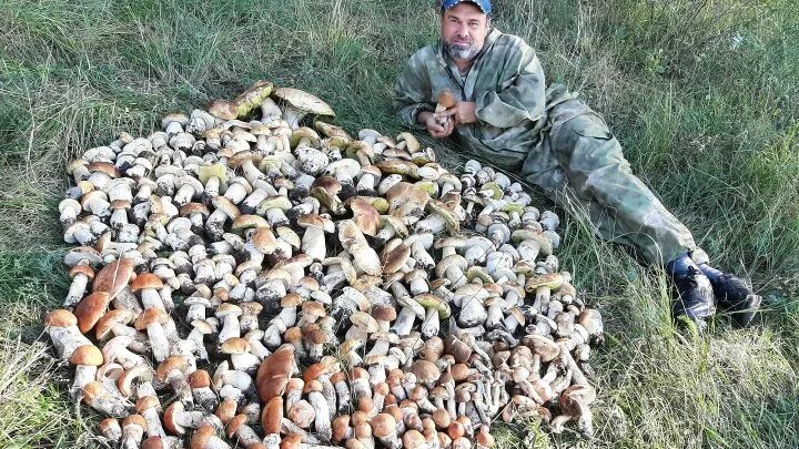 Грибники башкирии и уфы. Грибники кургана. грибные группы. голубинские пески волгоградская область грибы.
