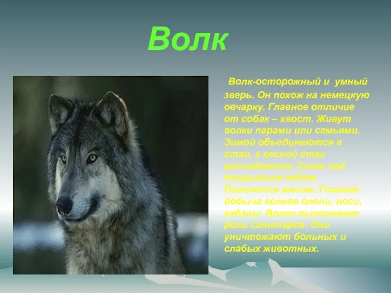 Осторожно волк. Осторожно лисы. Сожрали волки собаку и написали от коллег. Осторожно волк. Табличка осторожно волки.