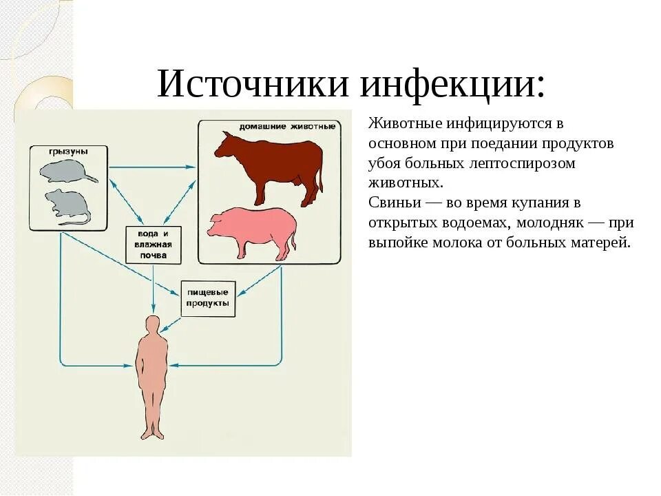 Фактором передачи сальмонеллеза является. Лептоспироз источник инфекции. Лептоспироз пути заражения. Пути заражения лептоспирозом животных. Лептоспироз схема заражения.