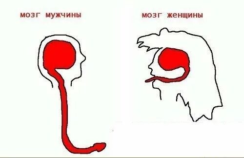Думать членом. Мозг мужчины и женщины. Мужской и женский мозг прикол. Мозг мужчины. Мозг мужчины и женщины прикол.