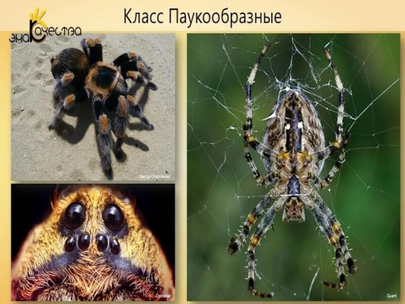 Паукообразные биология 7 класс. Паукообразные биология. класс паукообразные. тип паукообразные. пауки биология 7 класс.