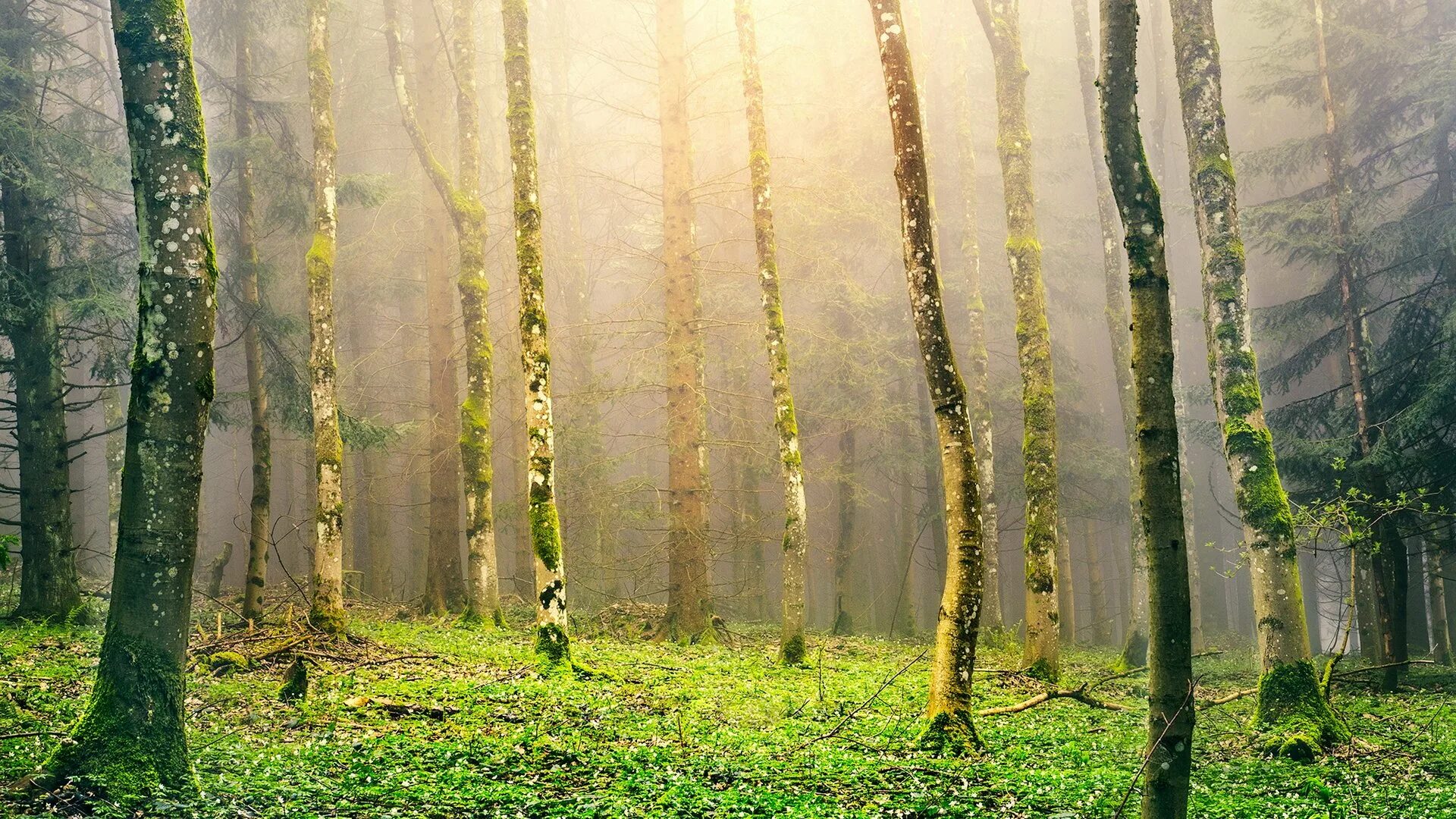 природа сосны. редкий лес. сопохский бор карелия. Hdri туманный лес. фотографии леса.
