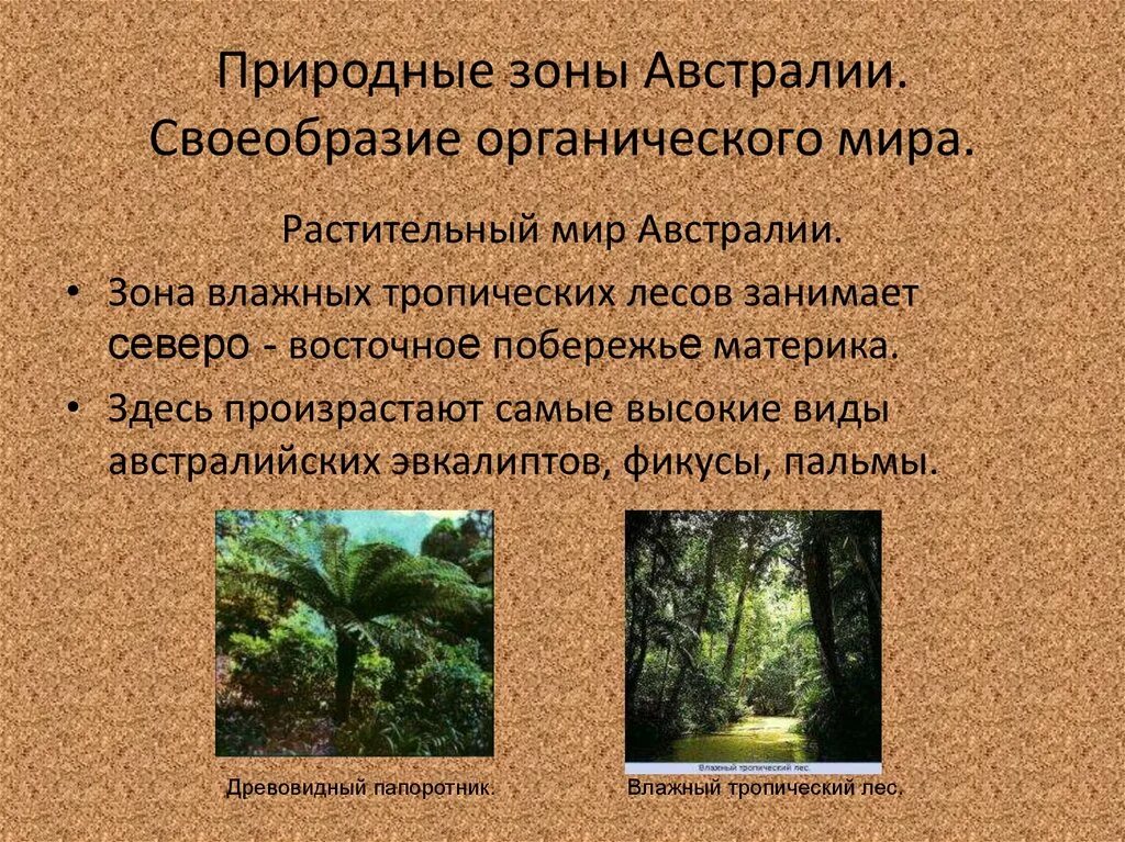 Органический мир лесов. Природные зоны материка Австралия 7 класс. Растительный мир тропических лесов. Природные зоны Австралии растительность. Зона переменно влажных лесов в Австралии.