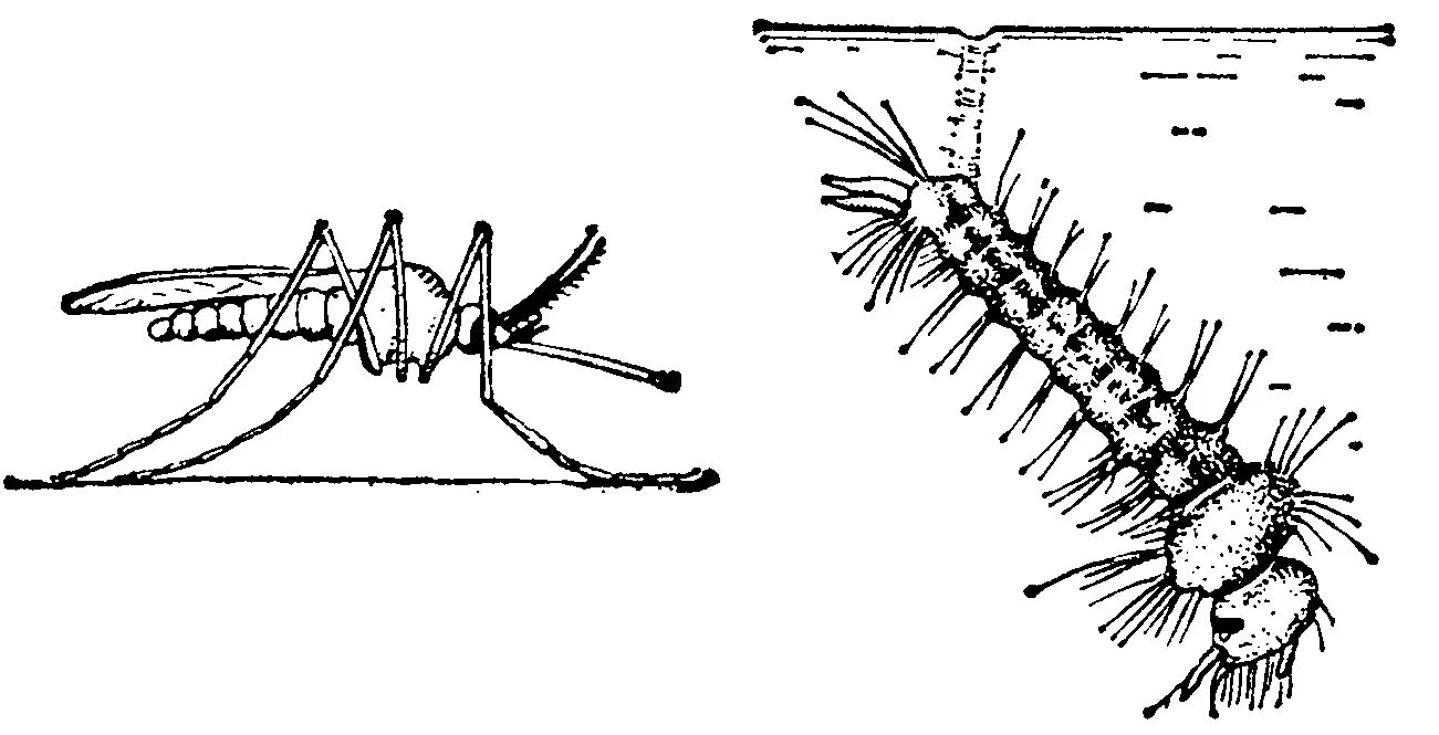 Имаго Culex. Личинки комаров рода Culex. Личинки комаров Anopheles и Culex. Личинка комара Culex pipiens.