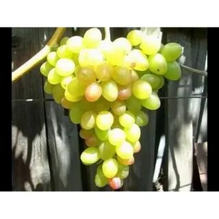 Виноград сорта в магазинах
