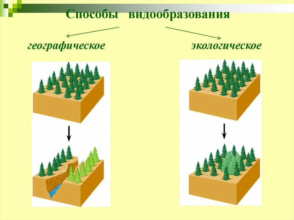 Способы видообразования географическое и экологическое. Способы видообразования. Экологическое видообразование. Видообразование примеры. Экологическое видообразование возникает в результате