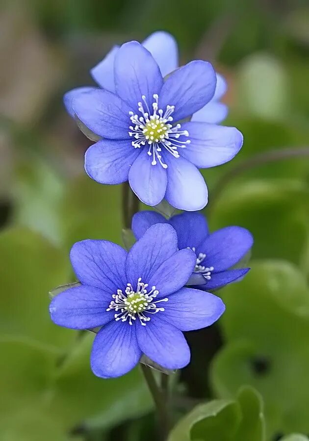 Голубой перелеской. Печеночница благородная (hepatica Nobilis). Печёночницаблагородная. Перелеска печеночница. Печеночница Нобилис.