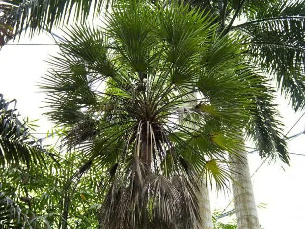 Пальмы copernicia cerifera. Пальма рафия королевская. Восковые пальмы бразилии. Восковая пальма карнауба. Коперниция белая пальма.