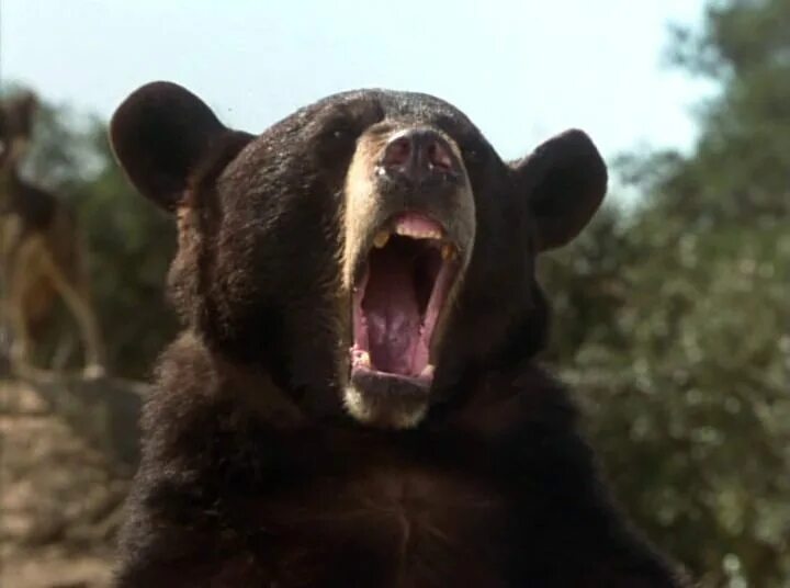 Маугли фильм 1998. Книга джунглей фильм 1998. История маугли 1998. Книга джунглей история маугли 1998. Книга джунглей фильм 1998.