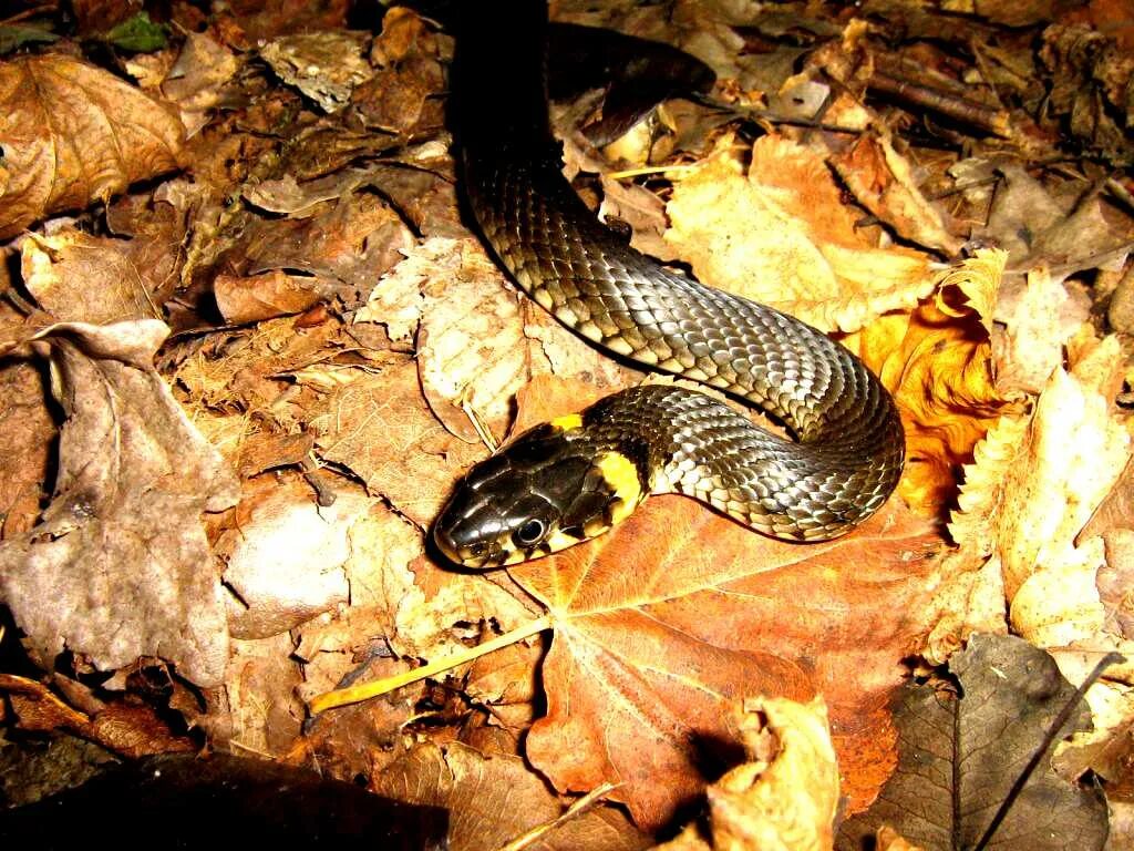 Змеи и осень. Осенняя змея. Змея осенью. Сдвижение змей гадюк в Ленинградской области.