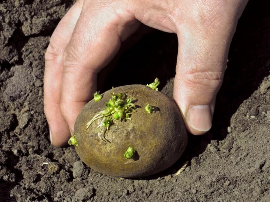 Картошка прорастает что делать. Коломбо картошка ростки. Посадка картофеля. Посадка картошки. Посев картошки.