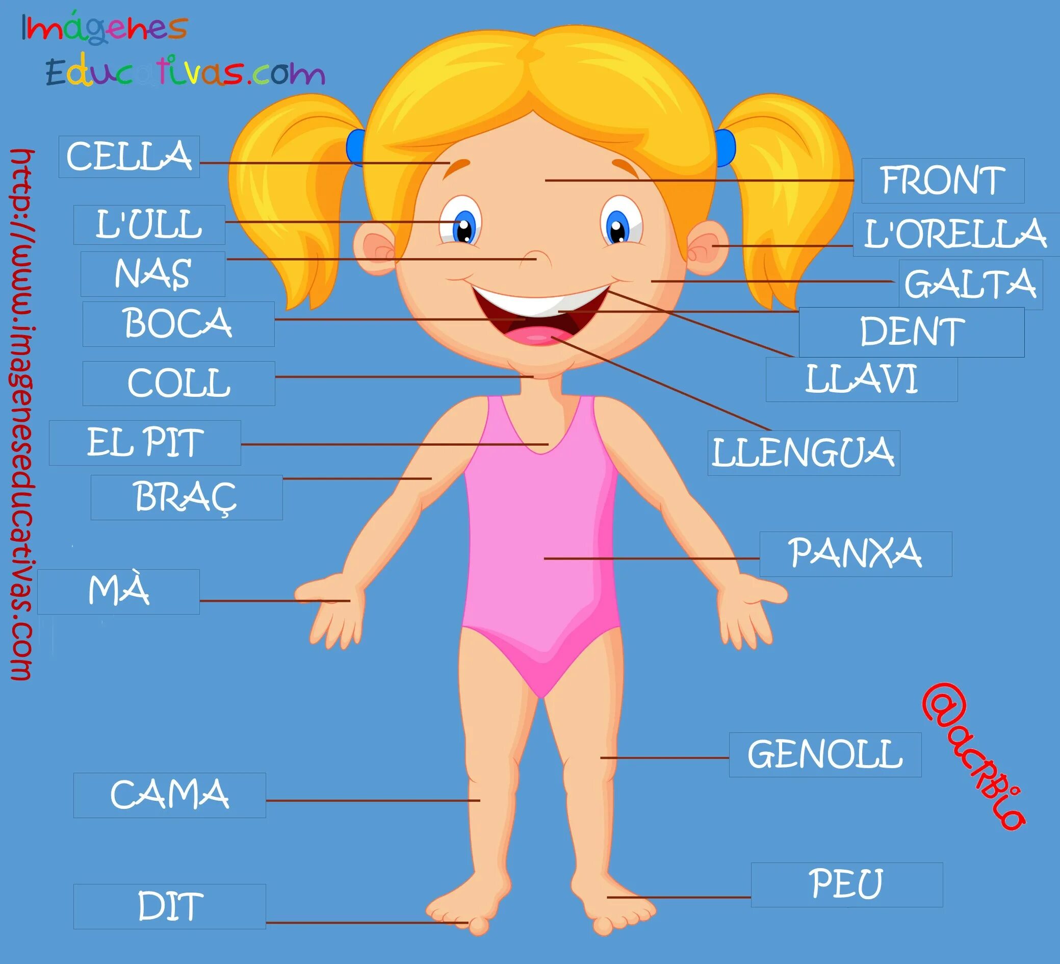 Части тела человека на испанском. Части тела на испанском для детей. Названия частей тела на испанском. Тело человека на испанском языке.